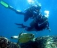 /album/galeria-de-fotos-mergulho/ilha-dos-porcos-arraial-jpg/
